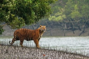 Travel Agent In Sundarban